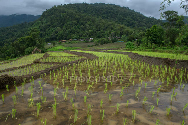 Beaux champs de riz.Terrain de riz mitoyen à Chiangmai, Thaïlande — Photo de stock