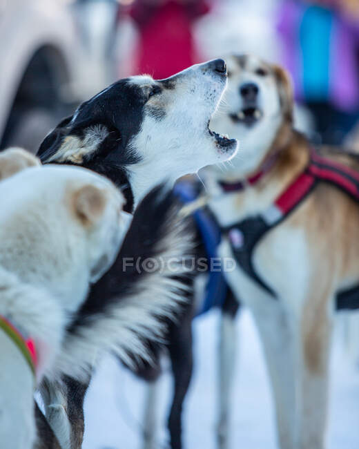 Close-up of sled dogs, USA — Stock Photo