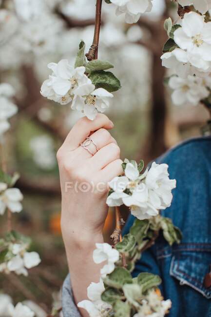Woman standing outdoors holding a branch with cherry blossom flowers — Stock Photo