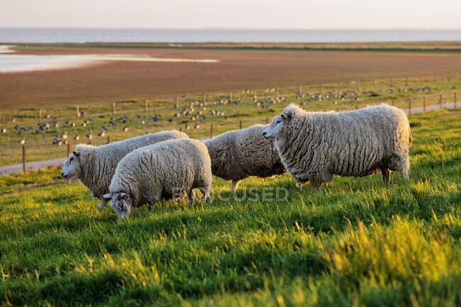 Ovinos pastando em um campo ao pôr do sol, Dollart, Frísia Oriental, Baixa Saxônia, Alemanha — Fotografia de Stock