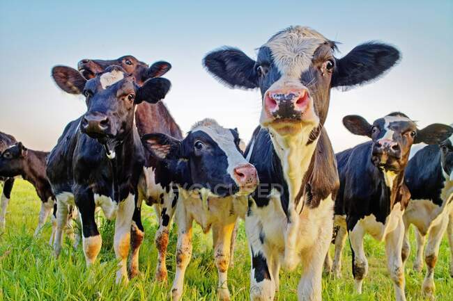 Manada curiosa de vitelos em pé em um campo, Frísia Oriental, Baixa Saxônia, Alemanha — Fotografia de Stock