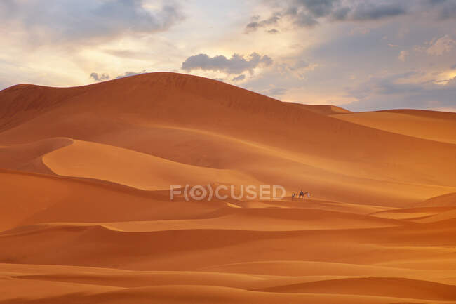 Two people walking through desert landscape near Merzouga at sunset with camels, Morocco — Stock Photo
