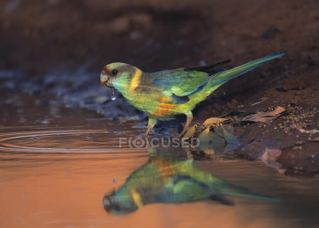 Australian ringneck bird drinking from a puddle, Australia — Stock Photo