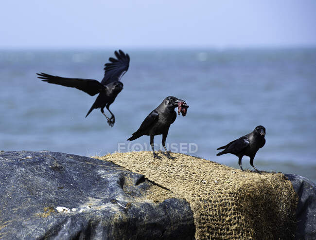 Three crows hunting for food by the sea, Sri Lanka - foto de stock