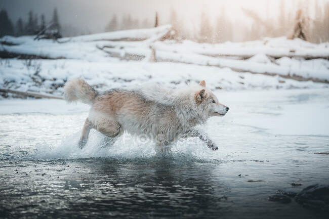 Loup gris courant dans la rivière gelée en hiver, Golden, Colombie-Britannique, Canada — Photo de stock