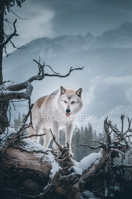 Porträt eines grauen Wolfes im Wald, Golden, British Columbia, Kanada — Stockfoto