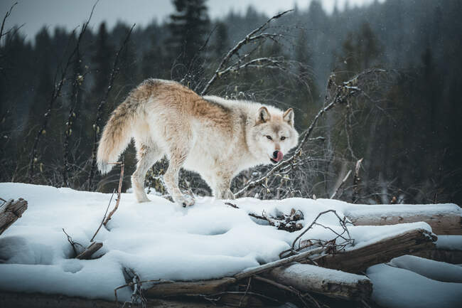 Grauer Wolf steht in einem verschneiten Wald und leckt sich die Lippen, Golden, British Columbia, Kanada — Stockfoto