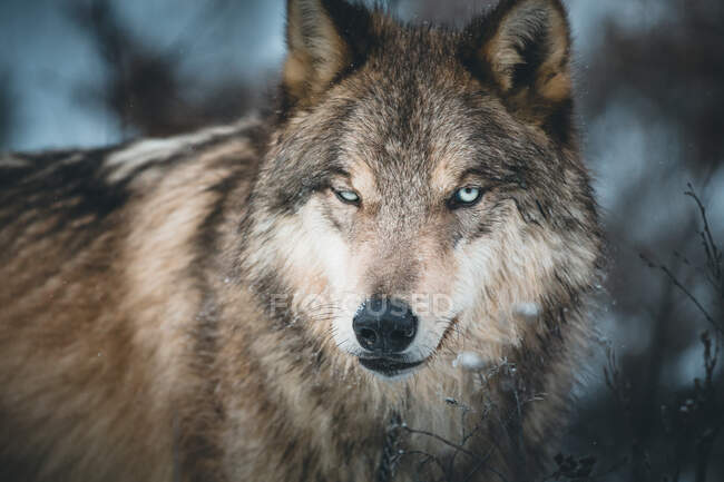 Close-up portrait of a grey wolf, Golden, British Columbia, Canada - foto de stock