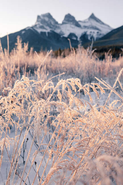Frosty grass in front of Three Sisters mountain at sunrise, Kananaskis Country, Canmore, Alberta, Canada — Stock Photo