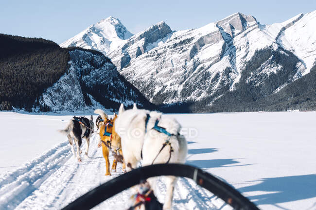 Dogs pulling a sledge, Spray Lakes, Kananaskis Country, Canmore, Alberta, Canada — Stock Photo