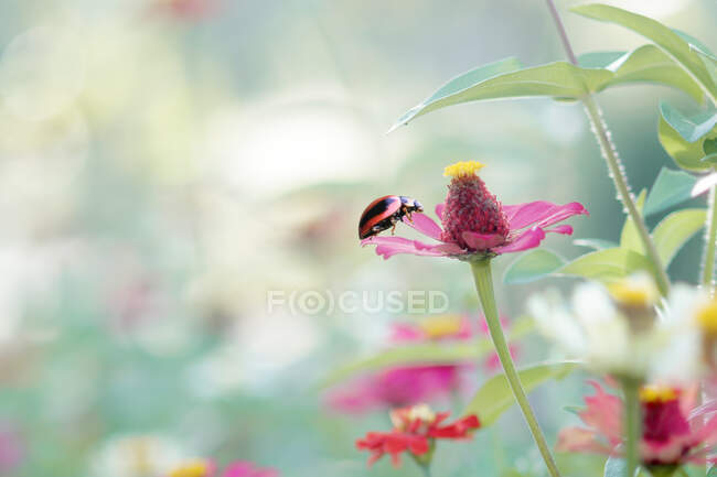 Nahaufnahme eines Marienkäfers auf einer Blume, Indonesien — Stockfoto