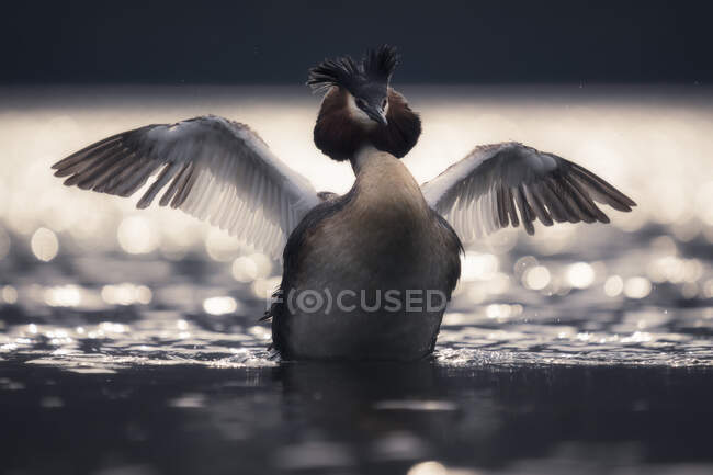 Grande grebe crested em um lago batendo suas asas, Nova Zelândia — Fotografia de Stock