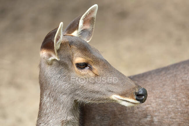 Retrato de um cervo fêmea, Indonésia — Fotografia de Stock