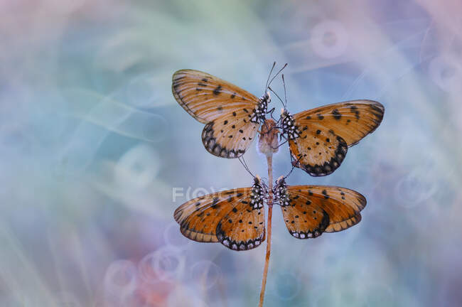 Four butterflies on a flower, Indonesia — Stock Photo