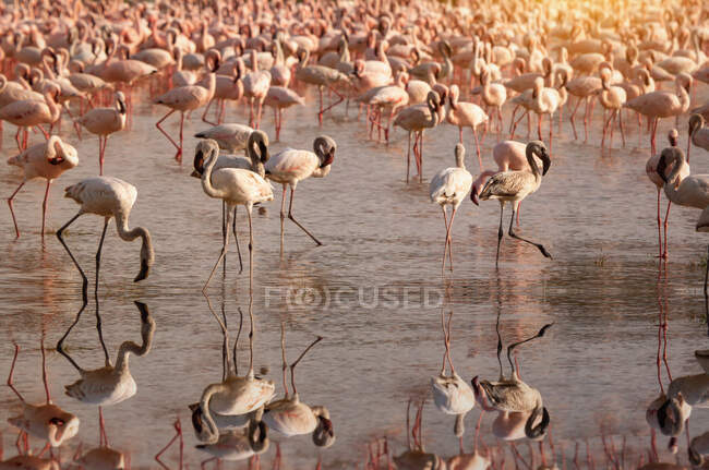 Колония фламинго в озере Накуру, Кения — стоковое фото
