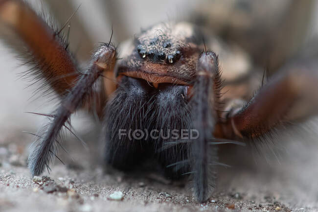 Close-up de uma aranha casa gigante, Vancouver Island, Colúmbia Britânica, Canadá — Fotografia de Stock