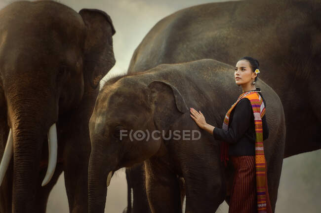 Frau neben drei Elefanten, Surin, Thailand — Stockfoto