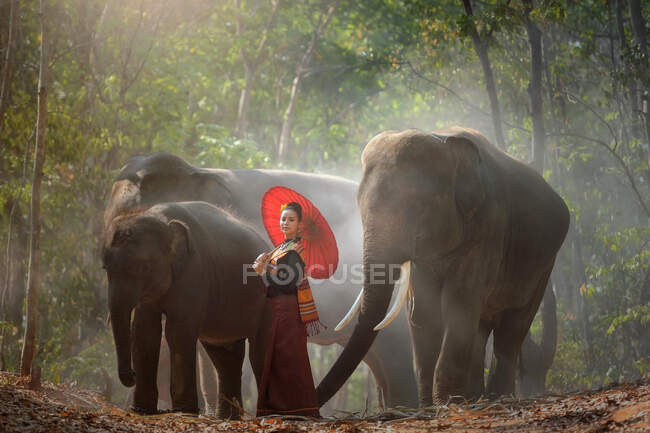 Thai woman standing in forest with three elephants, Surin, Thailand — Stock Photo