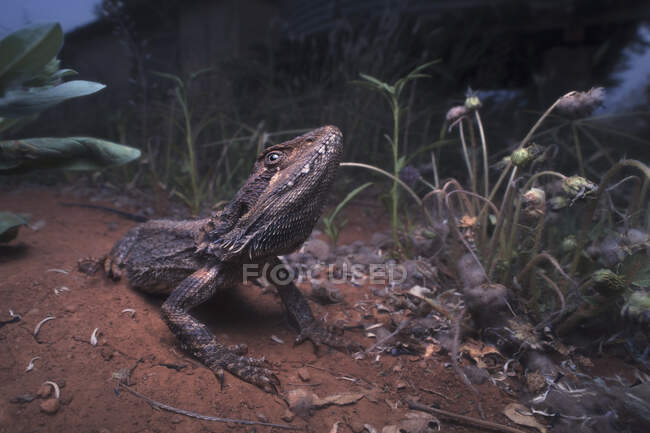 Dragão barbudo no mato, Austrália — Fotografia de Stock