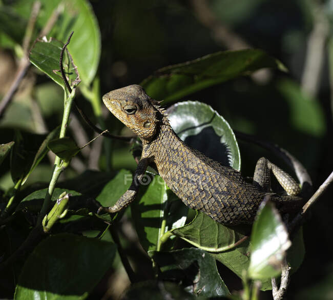 Lézard Jubata dans un arbre, Sri Lanka — Photo de stock