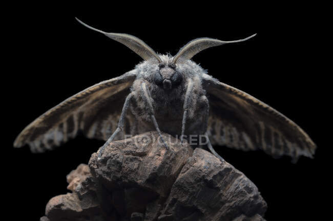 Close-up of a wattle goat moth on a wooden post, New South Wales, Australia — Stock Photo
