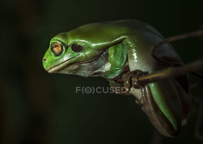 Nahaufnahme eines Frosches auf einem Ast, Indonesien — Stockfoto