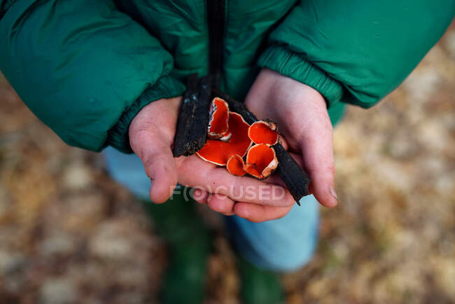 Close-up of a boy holding wild red mushrooms, USA — Stock Photo