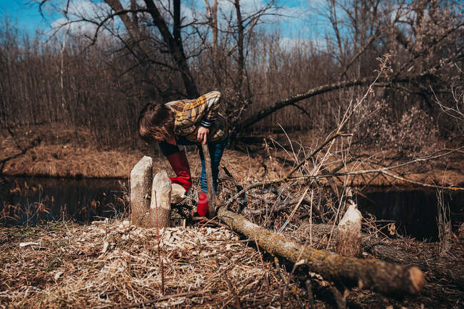 Chico examinando troncos de castor en una orilla del río, EE.UU. - foto de stock