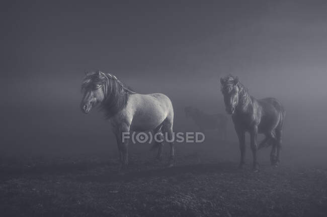 Tre cavalli in piedi in un campo, Islanda — Foto stock