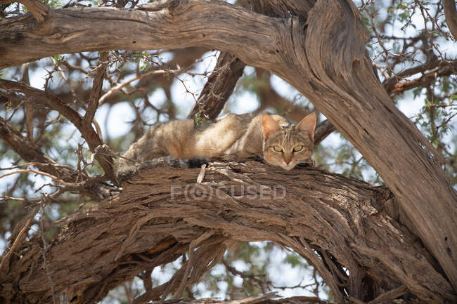 Африканська дика кішка на акації (ПАР). — стокове фото