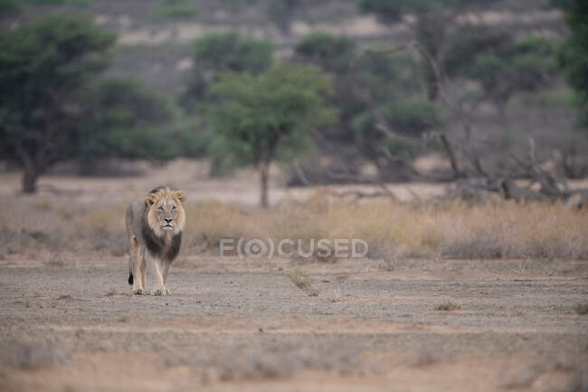 Leão caminhando pelo deserto de Khalahari, Botsuana — Fotografia de Stock