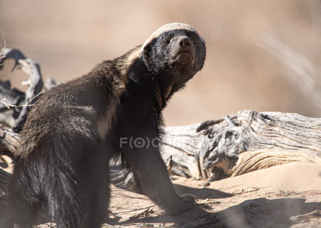 Portrait of a honey badger, South Africa — Stock Photo