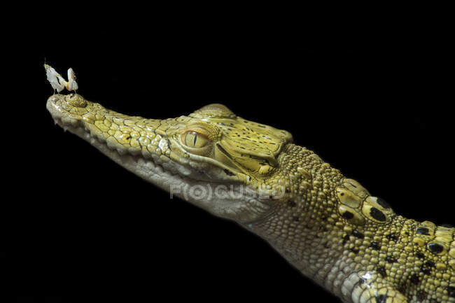 Orchid mantis on a crocodile snout, Indonesia — Stock Photo