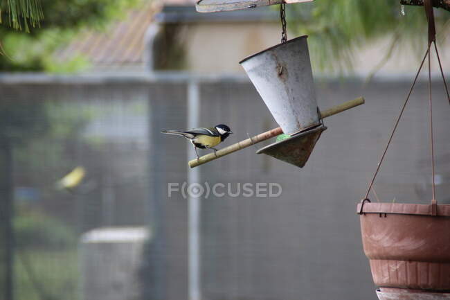 Great tit on a bird feeder in a garden, France — Stock Photo