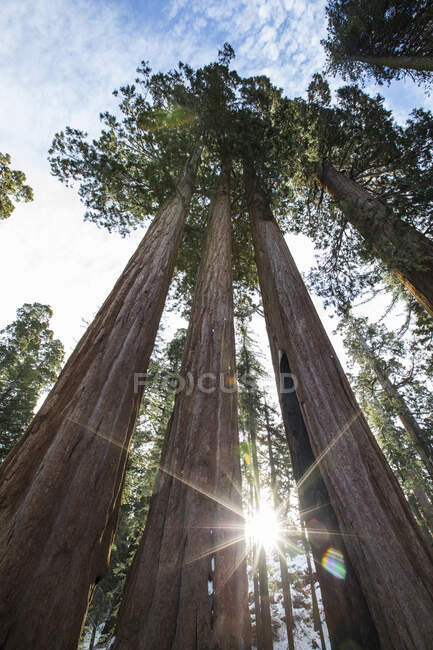Redwood trees in Sequoia National Park, California, Estados Unidos - foto de stock