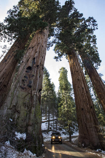 Conduciendo por el Parque Nacional Sequoia, California, EE.UU. - foto de stock
