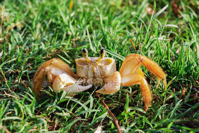 Crabe fantôme de l'Atlantique dans l'herbe, Martinique — Photo de stock