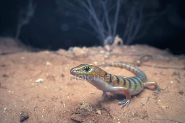 Broad-banded sand swimmer at night, Australia — Stock Photo
