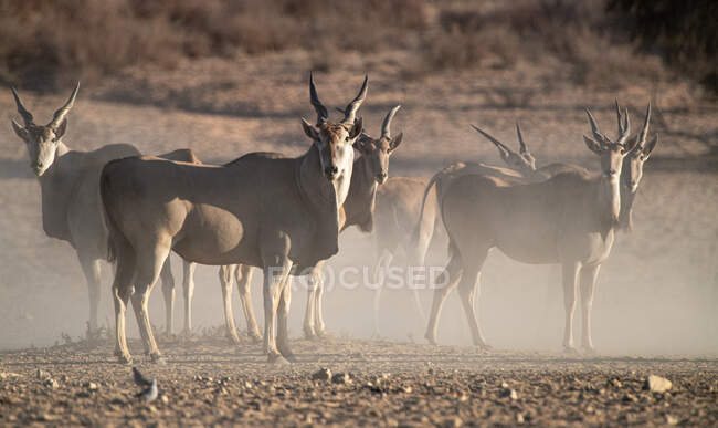 Herd of common eland in the bush, Sud Africa — Foto stock