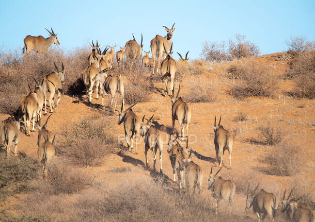 Herd of common eland in the bush, South Africa — Stock Photo