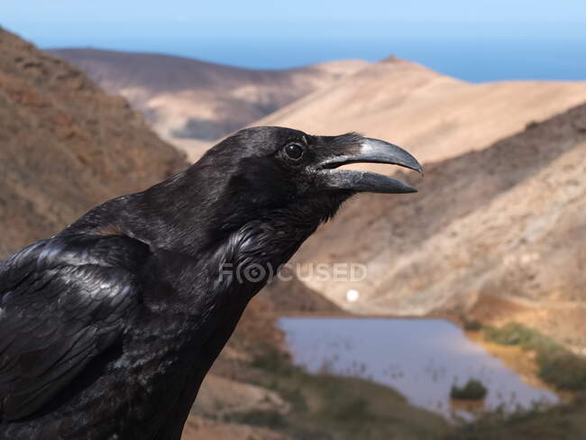 Close-up de um corvo, Fuerteventura, Ilhas Canárias, Espanha — Fotografia de Stock