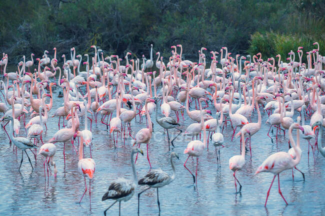 Flock of flamingoes, Saintes-Maries-de-la-mer, Camarging, Languedoc Roussillon, France — стокове фото
