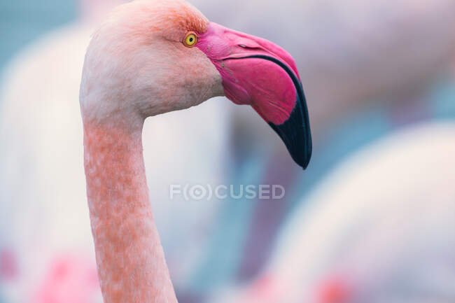 Nahaufnahme eines Flamingos, Saintes-Maries-de-la-mer, Camargue, Languedoc Roussillon, Frankreich — Stockfoto