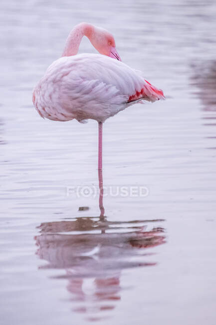 Nahaufnahme eines im See stehenden Flamingos, Saintes-Maries-de-la-mer, Camargue, Languedoc Roussillon, Frankreich — Stockfoto