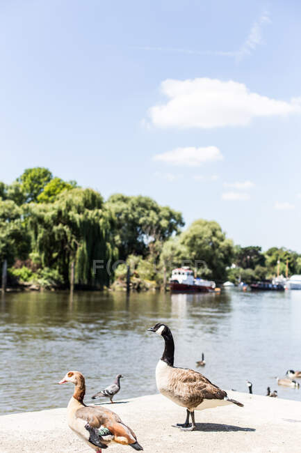 Ducks by the Thames river, Richmond, England, UK — Stock Photo