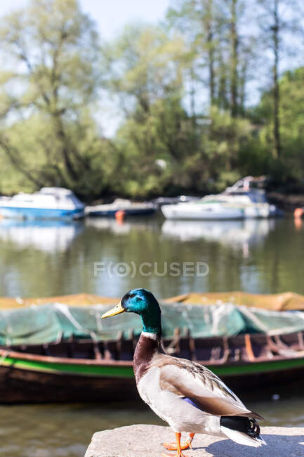 Pato junto al río Támesis, Richmond, Inglaterra, Reino Unido - foto de stock