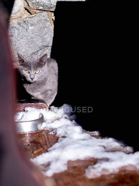 Portrait of a cat outdoors in the snow, Bulgaria — Stock Photo