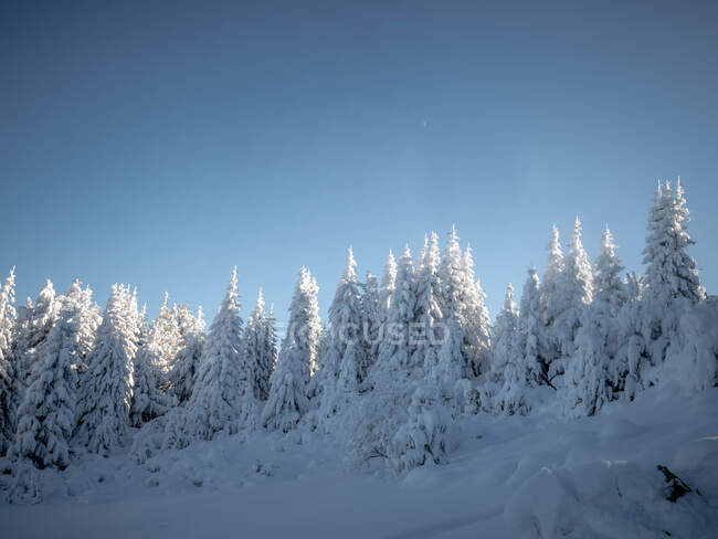 Schnee bedeckte Bäume im Winter, Bulgarien — Stockfoto
