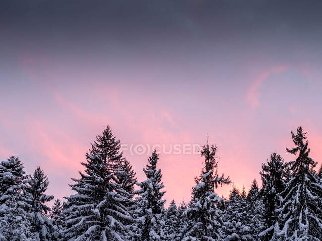 Snow covered trees in winter at sunset, Bulgaria - foto de stock