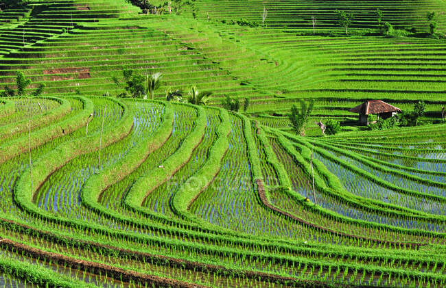 Campos de arroz en terrazas, Belimbing, Bali, Indonesia - foto de stock